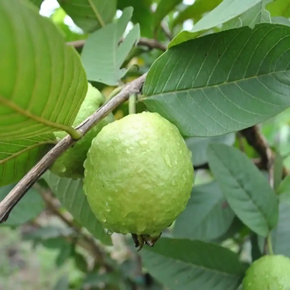 Guava L49 Plant